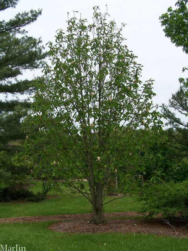 Houpu Magnolia - Magnolia officinalis var. biloba