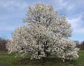 Anise Magnolia - Magnolia salicifolia