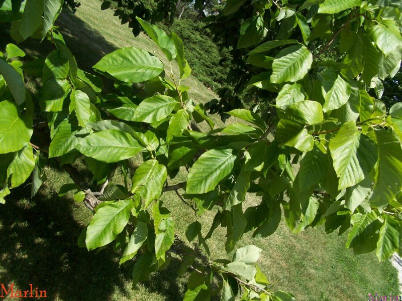 Cucumbertree Foliage