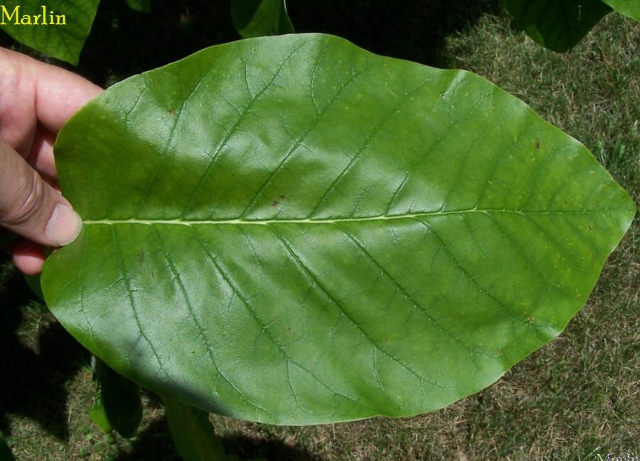 Cucumbertree foliage