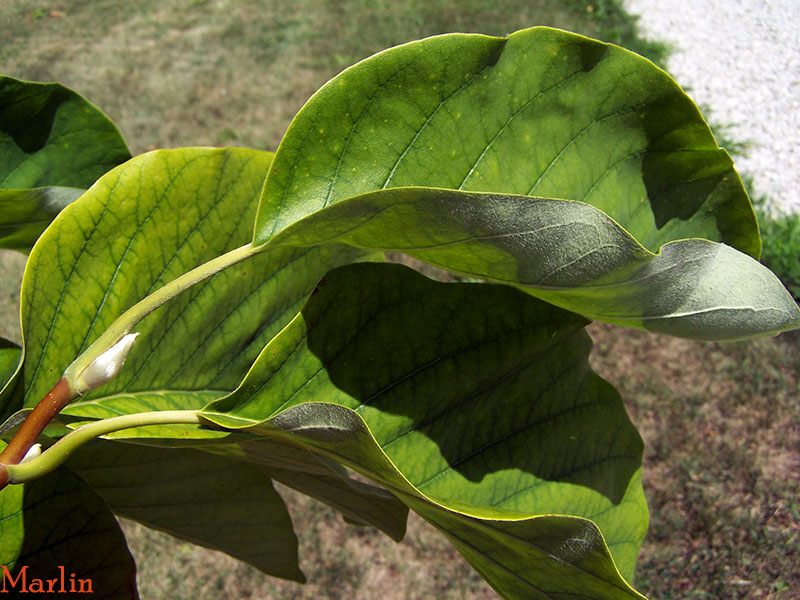 Cucumbertree Foliage