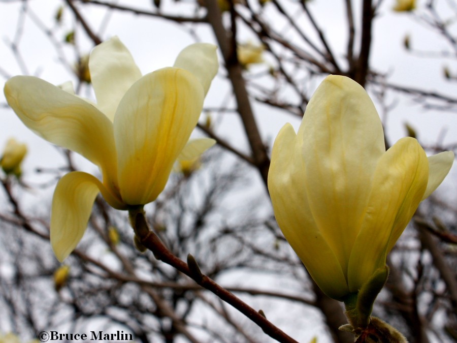 Elizabeth Magnolia flowers