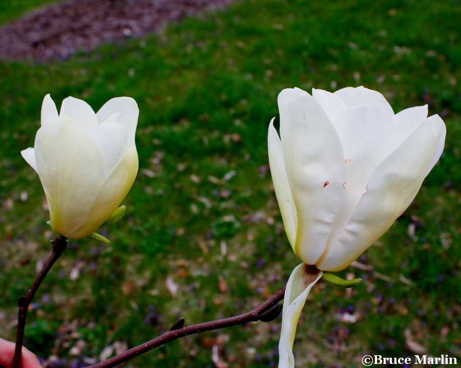 color photo Ivory Chalice Magnolia flowers