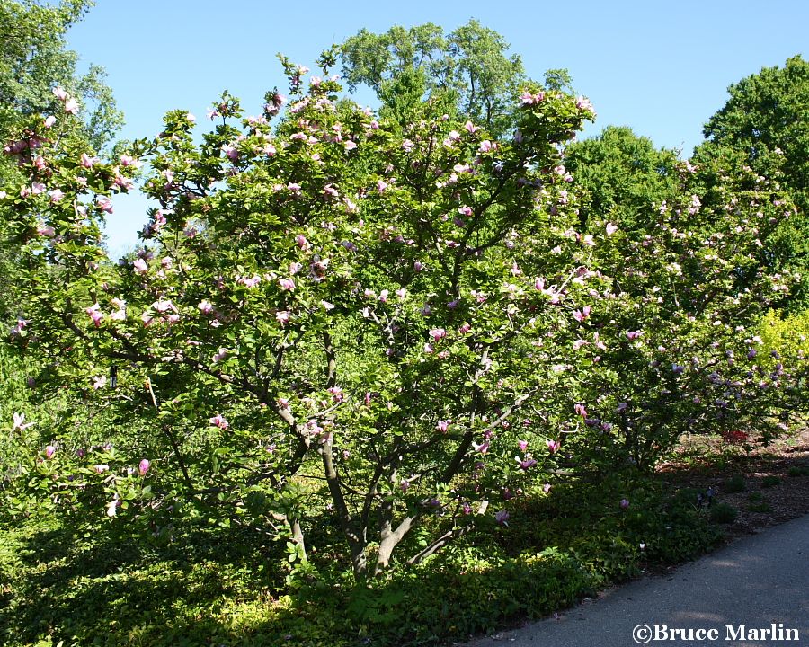 Lenne Saucer Magnolia