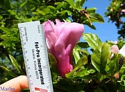 Lenne Saucer Magnolia