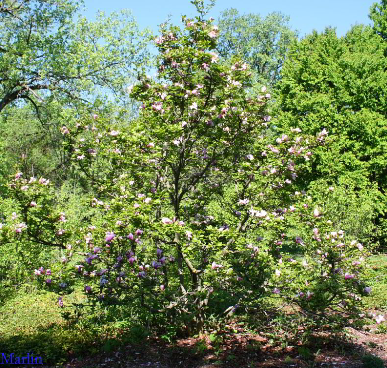 Lenne Saucer Magnolia Magnolia x soulangiana 'Lennei' North