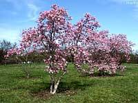 Leonard Messel Magnolia - Magnolia x loebneri 'Leonard Messel'