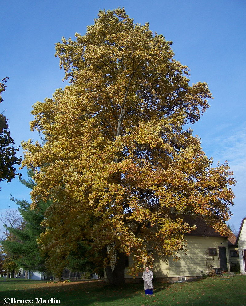 Tuliptree in fall colors