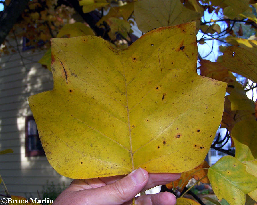 Tuliptree gets its name from its leaves