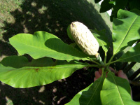 Umbrella Magnolia