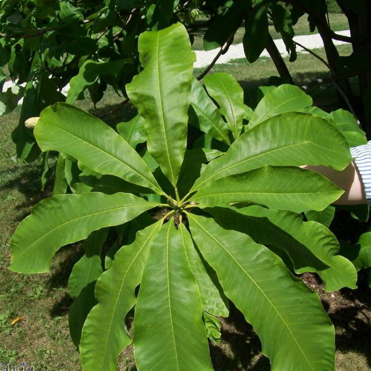 Umbrella Magnolia leaves