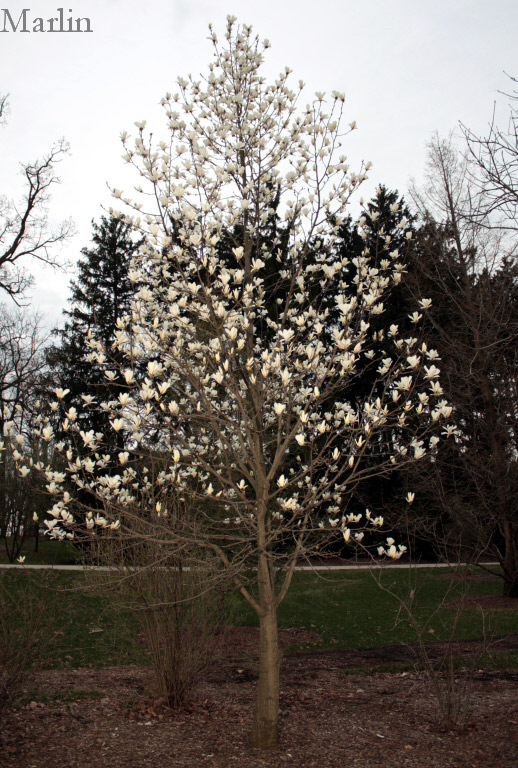 Yulan Magnolia - Magnolia denudata