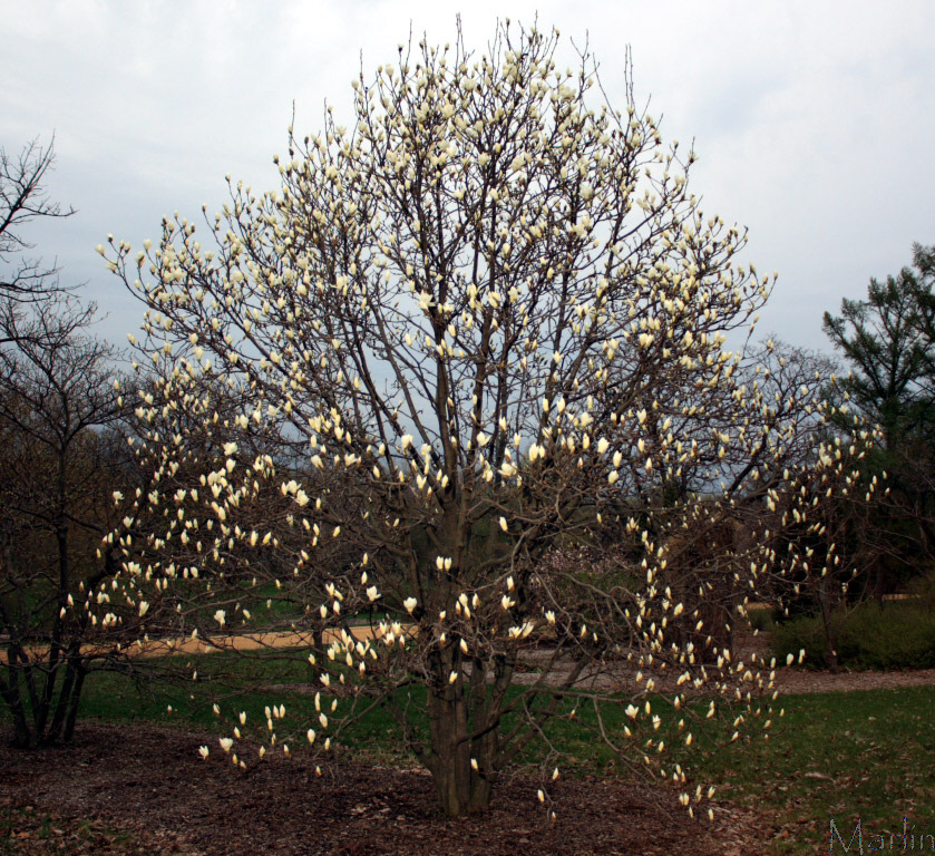 Yulan Magnolia - Magnolia denudata