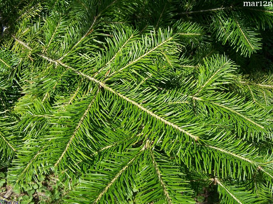 Manchurian Fir Foliage