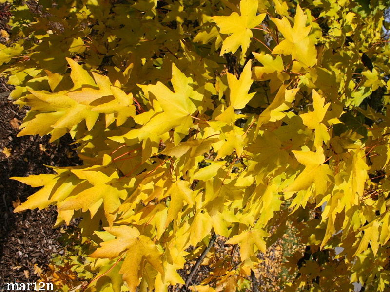 State Street Miyabe Maple Fall Foliage