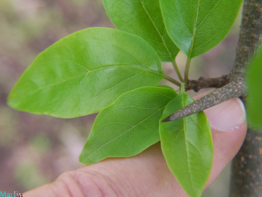 Silkworm Thorn Tree thorns and foliage