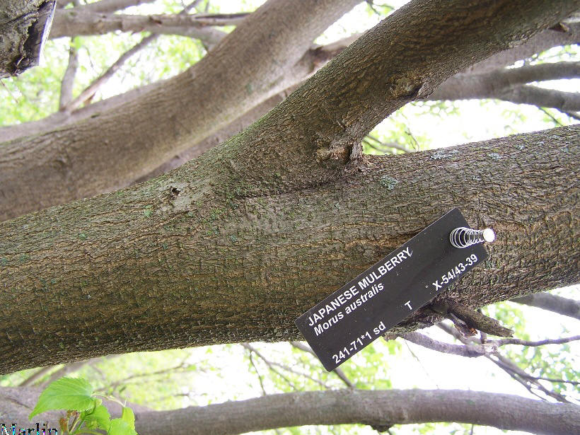 Japanese Mulberry Bark