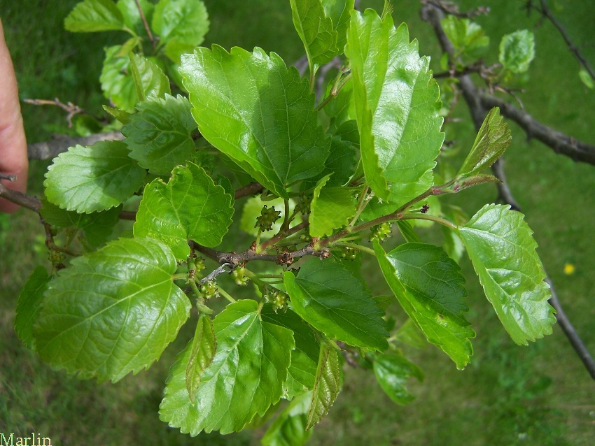 White Mulberry - Morus alba