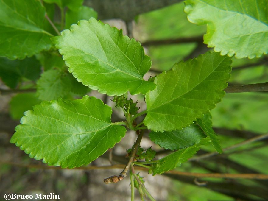 Weeping Mulberry foliage