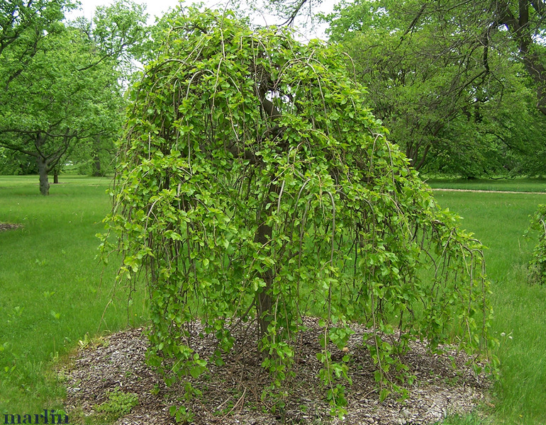 weepinf white mulberry