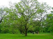 White Mulberry - Morus alba