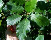 Mougeot Whitebeam 