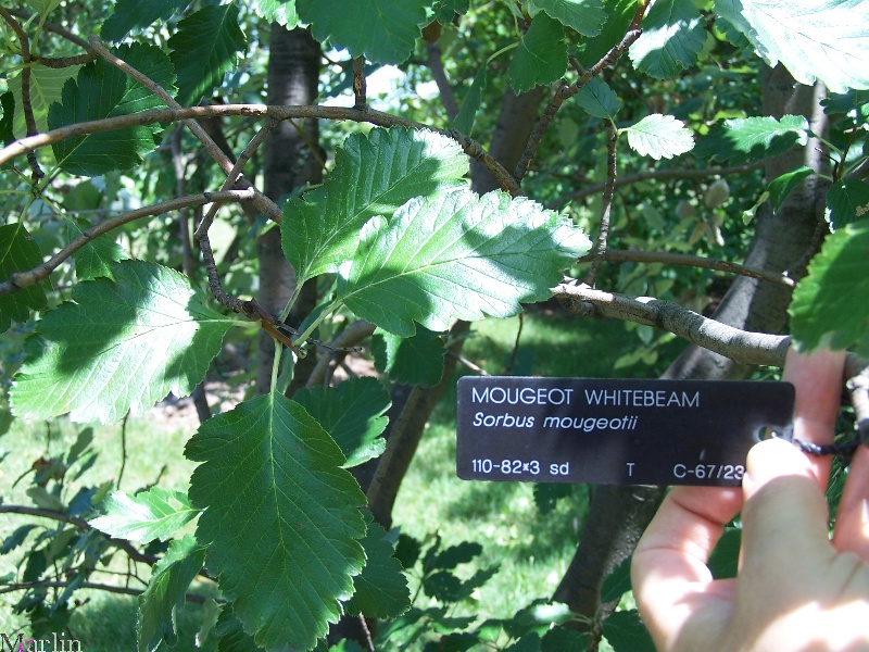 Mougeot Whitebeam Foliage