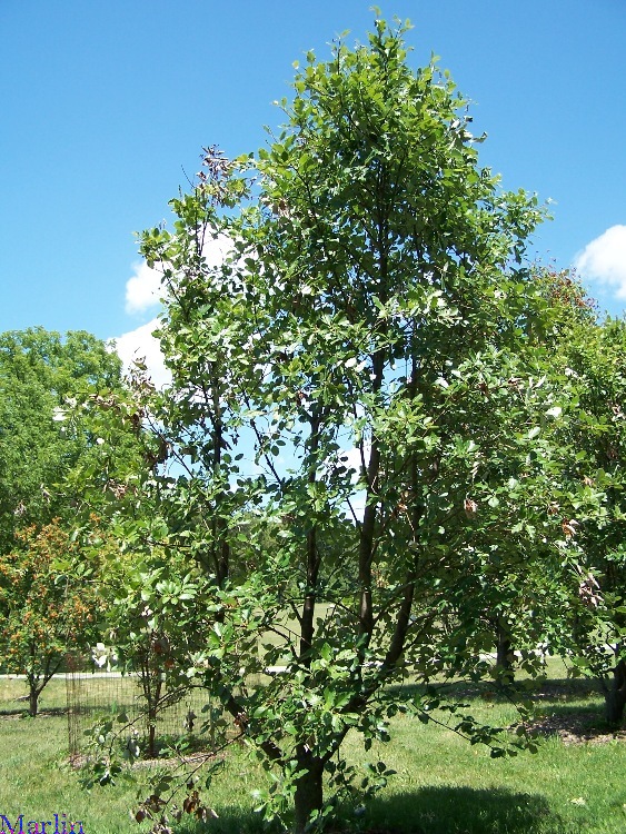 Swedish Whitebeam Tree