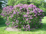 Fuerst Buelow Common Lilac - Syringa vulgaris 'Fuerst Beulow'