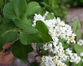 General Sheridan Common Lilac - Syringa vulgaris 'General Sheridan'