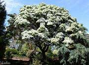 Chinese Fringe Tree - Chionanthus retusus