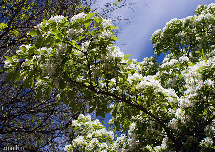 Chinese Fringe Tree Flowers and Foliage