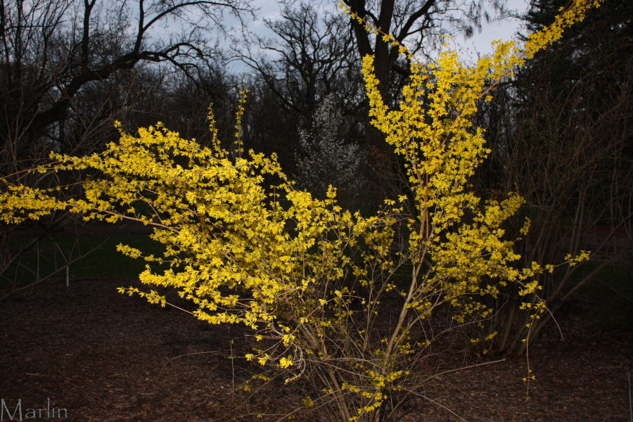 Forsythia Suspensa North American Insects Spiders
