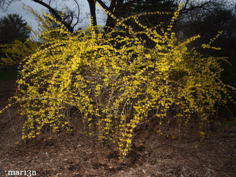 Forsythia suspensa