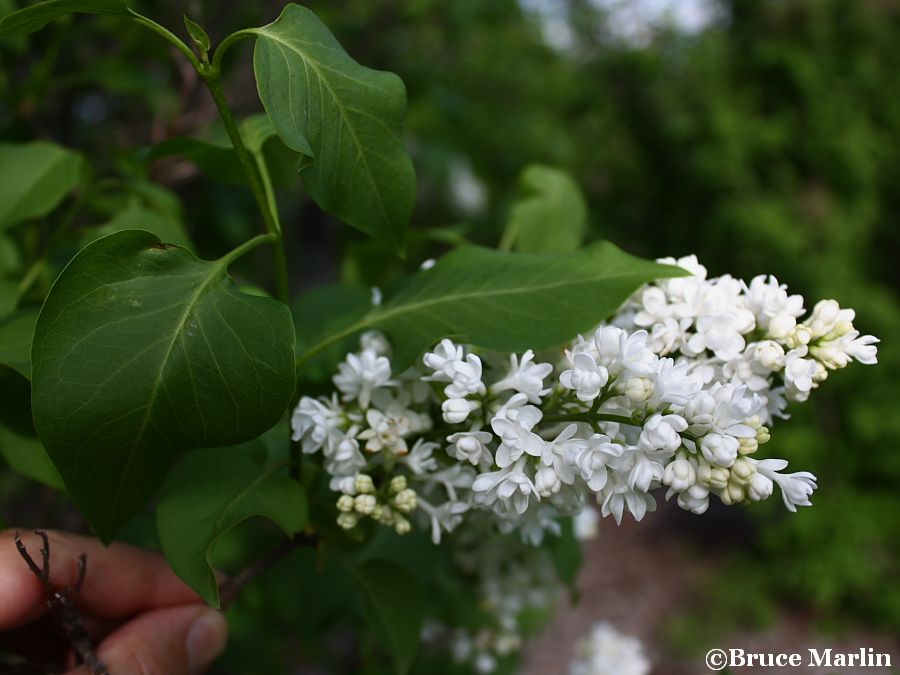 General Sheridan Common Lilac