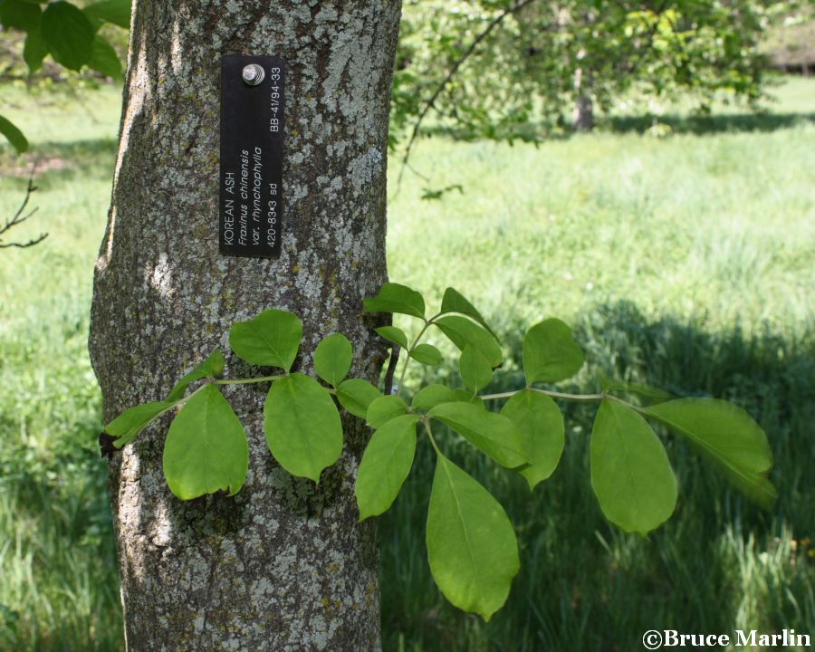 Korean Ash bark & foliage