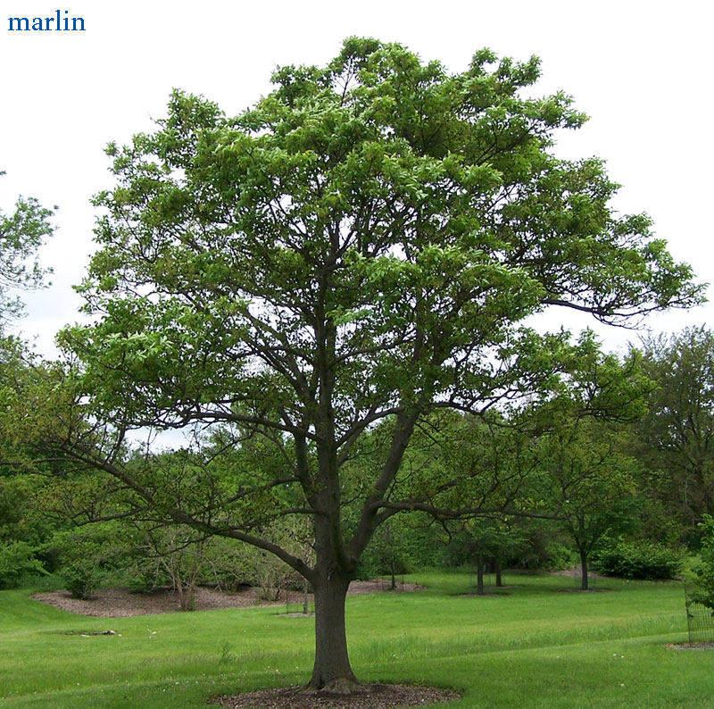 Korean Ash Tree