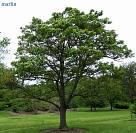 Korean Ash - Fraxinus chinensis var. rhynchophylla