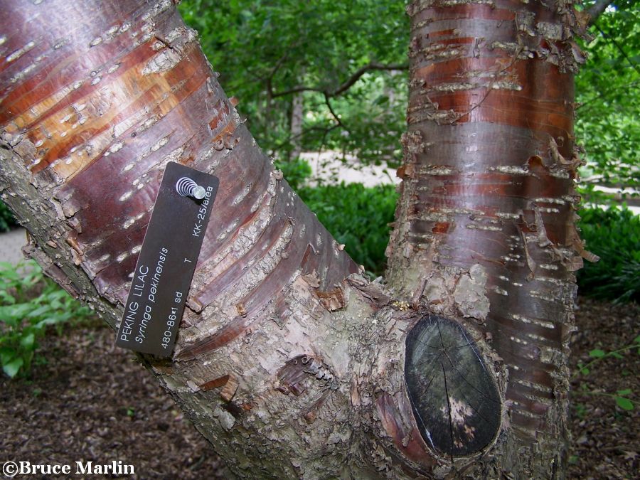 Peking Lilac Tree bark