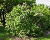 Michel Buchner Common Lilac - Syringa vulgaris 'Michel Buchner' 