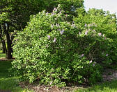 Michel Buchner Common Lilac - Syringa vulgaris 'Michel Buchner' 