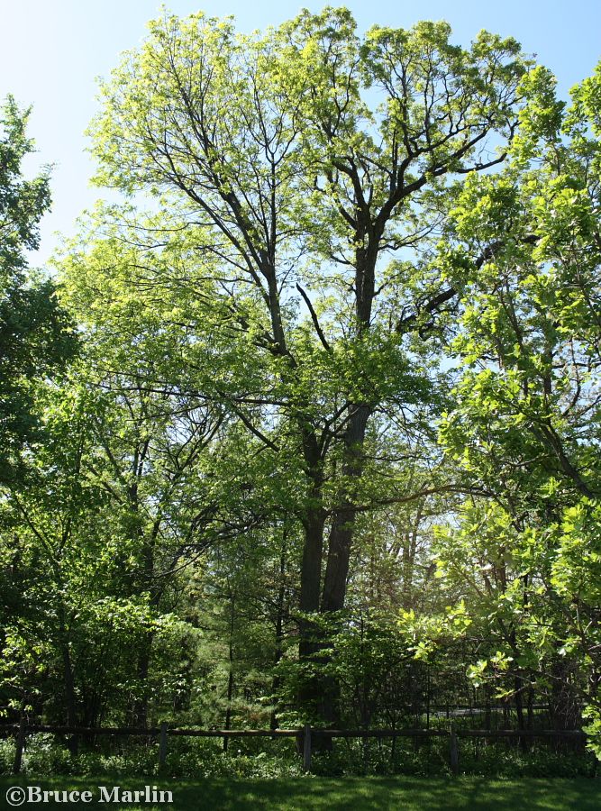 white ash trees