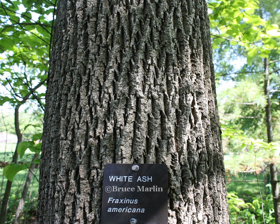 white ash bark