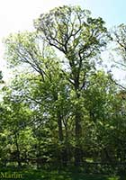 White Ash - Fraxinus americana