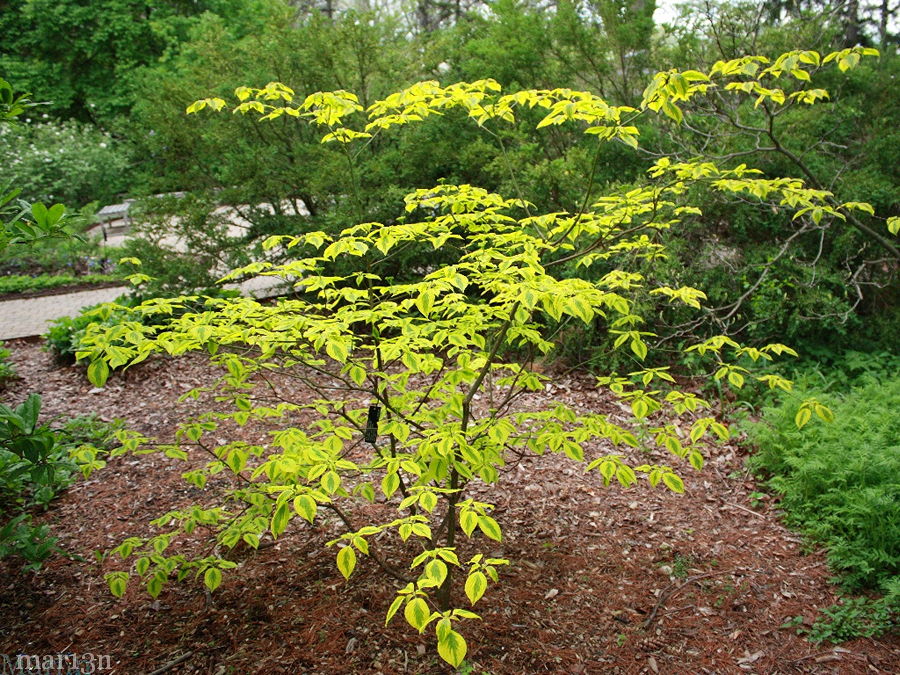 Pagoda Dogwood - Cornus alternifolia