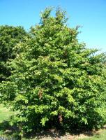 Persian Ironwood Tree