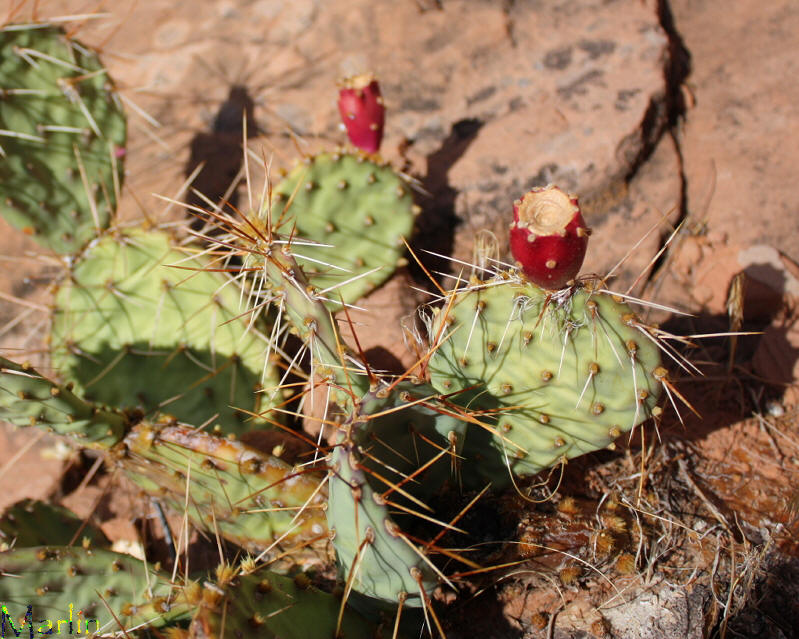 Prickly Pear Cactus