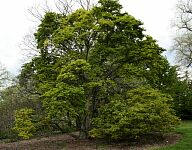 Proctor's Magnolia - Magnolia x proctoriana