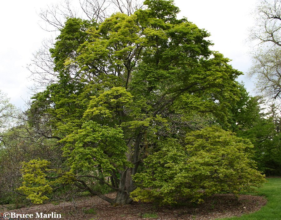 Proctor's Magnolia