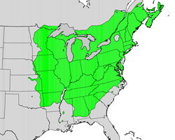 Red oak range map
